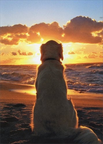 أفانتي بريس كلب يجلس على الشاطئ عند غروب الشمس - بطاقة تعاطف الحيوانات الأليفة من Avanti Golden Retriever من Avanti Press - Image 1